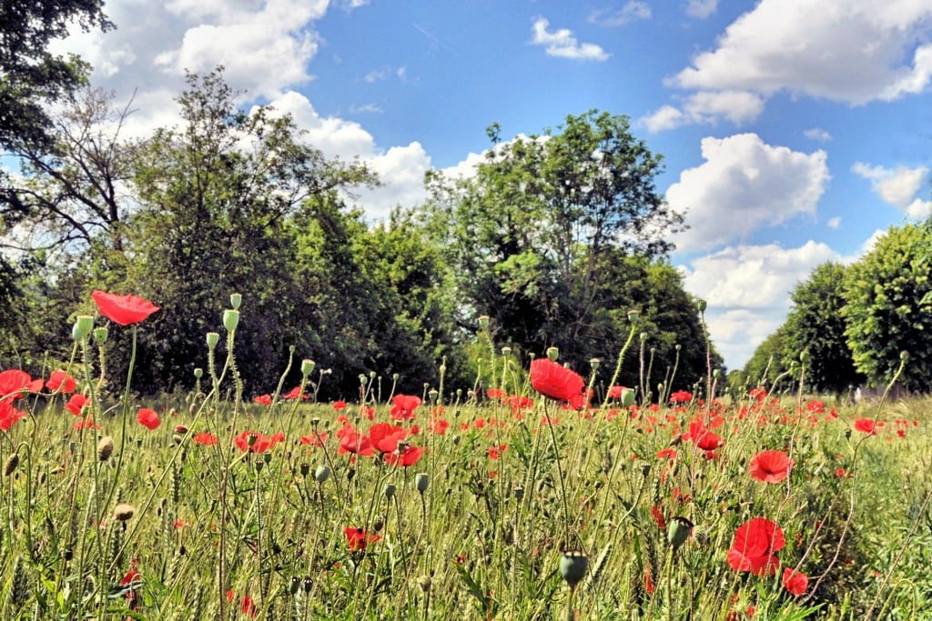 Le Pays de Bray au printemps