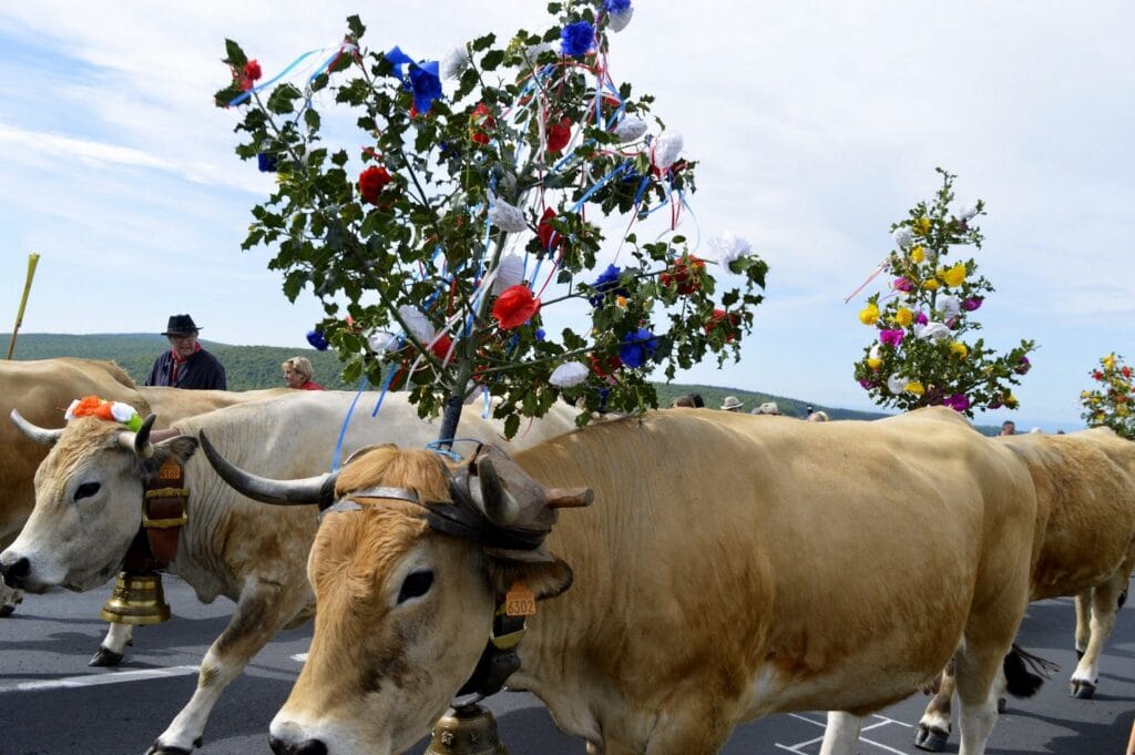 transhumance, aubrac, aveyron, occitanie