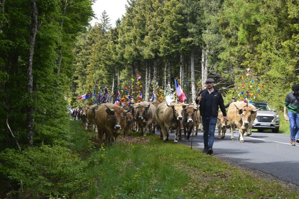 transhumance, aubrac, aveyron, occitanie