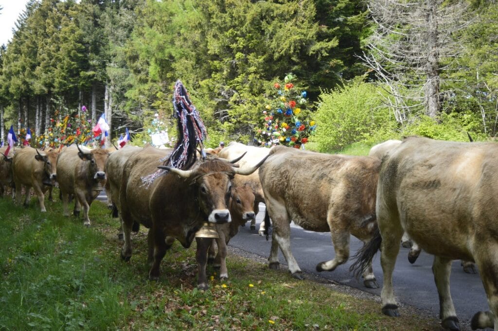 transhumance, aubrac, aveyron, occitanie