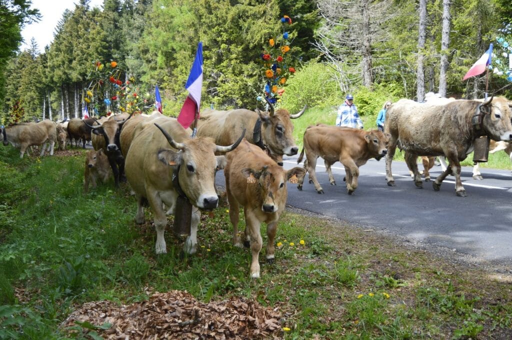 transhumance, aubrac, aveyron, occitanie