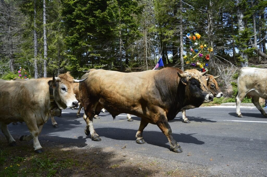 transhumance, aubrac, aveyron, occitanie