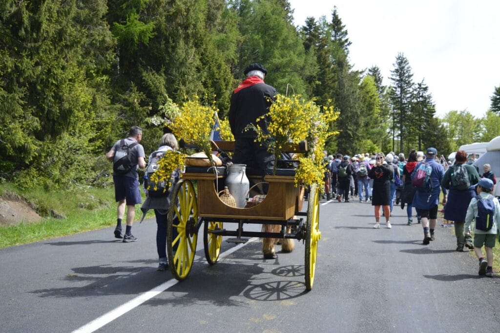 transhumance, aubrac, aveyron, occitanie