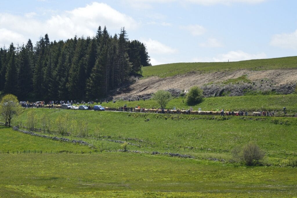 transhumance, aubrac, aveyron, occitanie