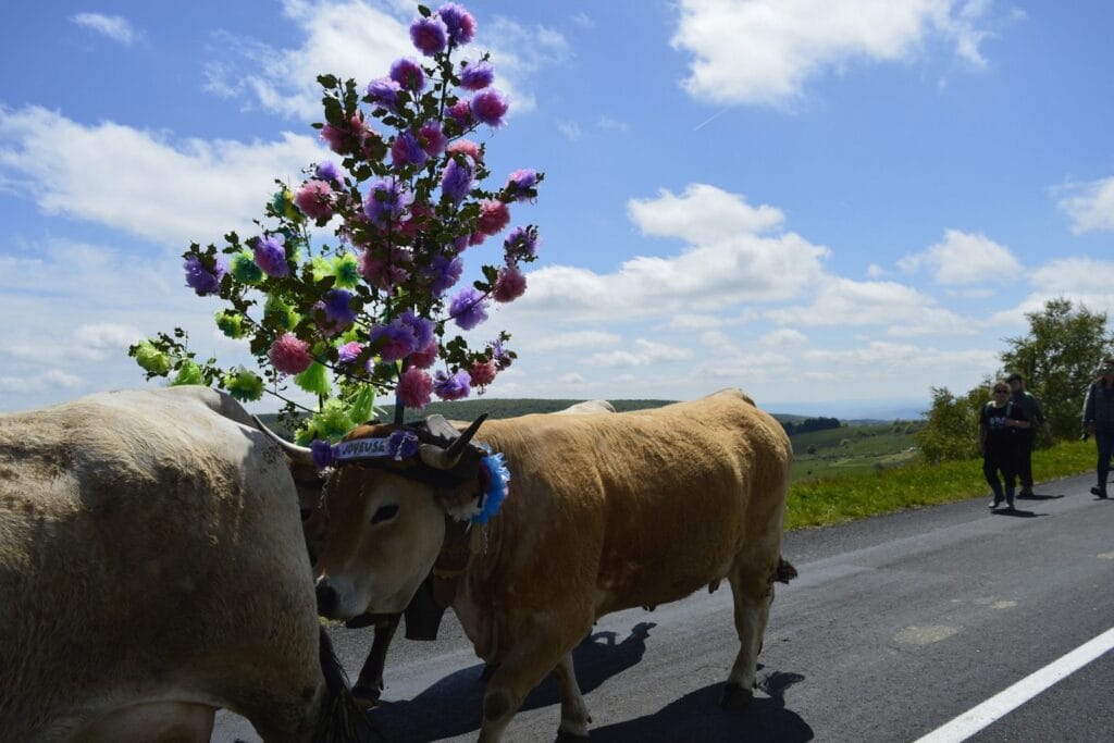 transhumance, aubrac, aveyron, occitanie