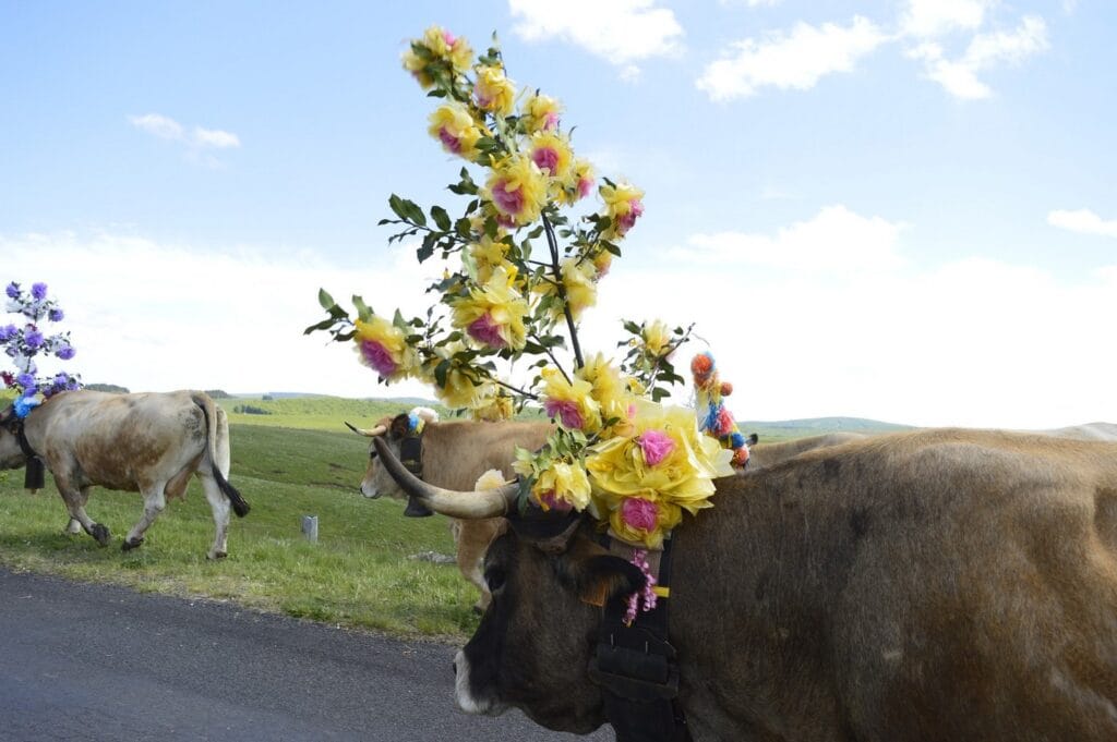 transhumance, aubrac, aveyron, occitanie