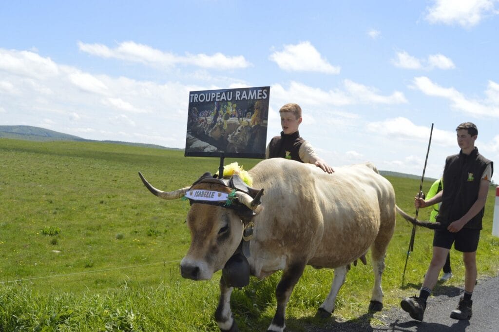 transhumance, aubrac, aveyron, occitanie