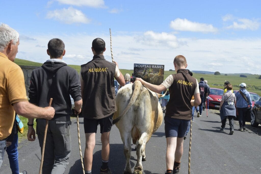 transhumance, aubrac, aveyron, occitanie