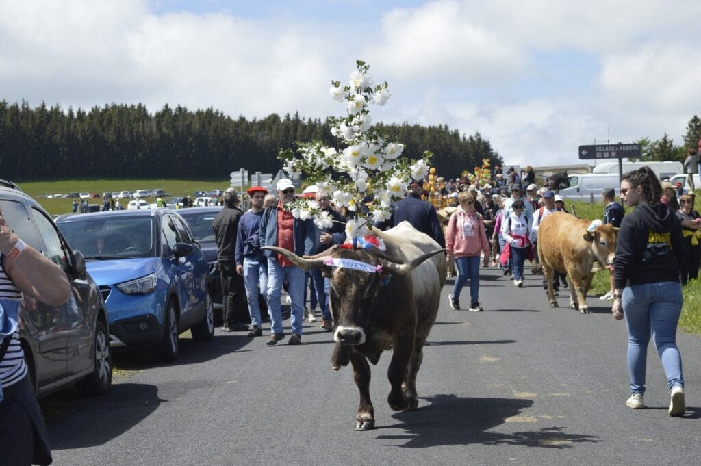 transhumance, aubrac, aveyron, occitanie
