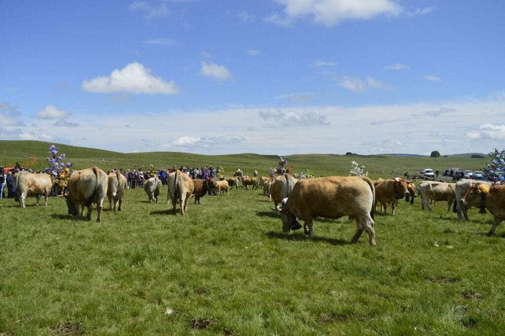 transhumance, aubrac, aveyron, occitanie