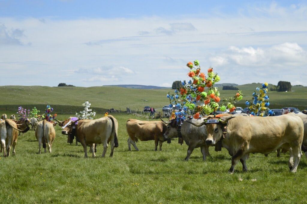 transhumance, aubrac, aveyron, occitanie