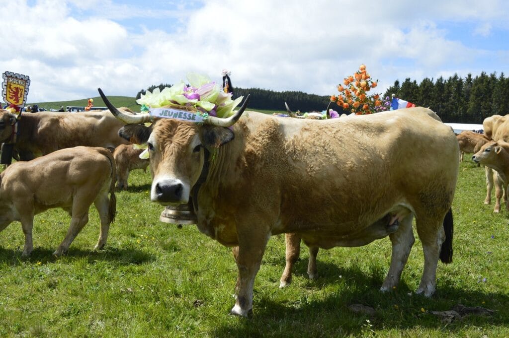 transhumance, aubrac, aveyron, occitanie