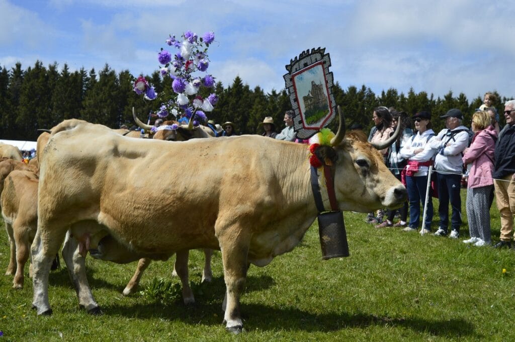 transhumance, aubrac, aveyron, occitanie