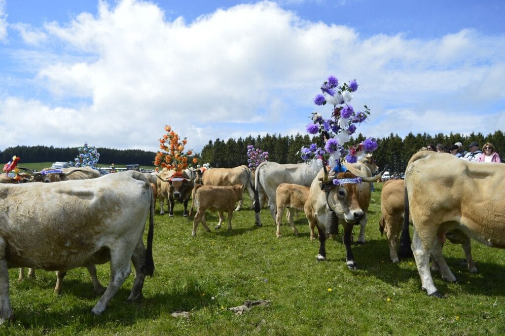transhumance, aubrac, aveyron, occitanie