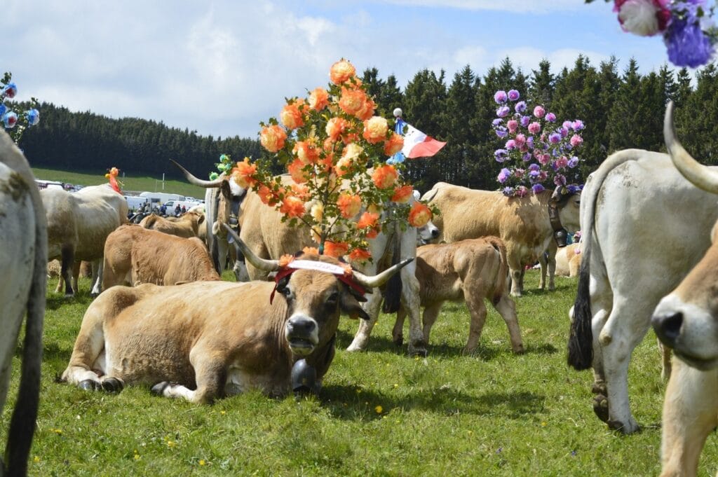 transhumance, aubrac, aveyron, occitanie