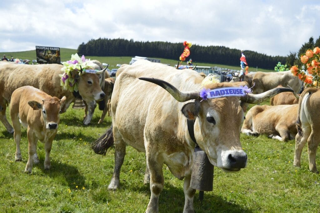 transhumance, aubrac, aveyron, occitanie