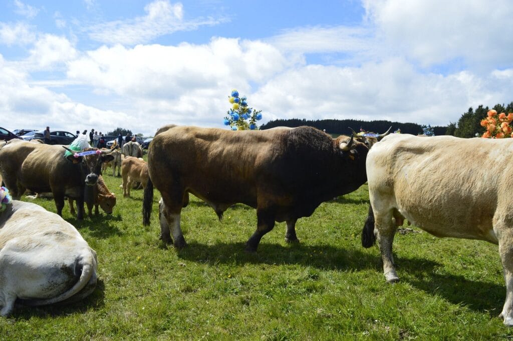 transhumance, aubrac, aveyron, occitanie