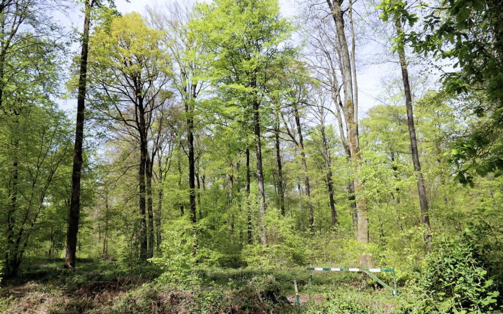 hêtre, lyons la forêt, eure, normandie