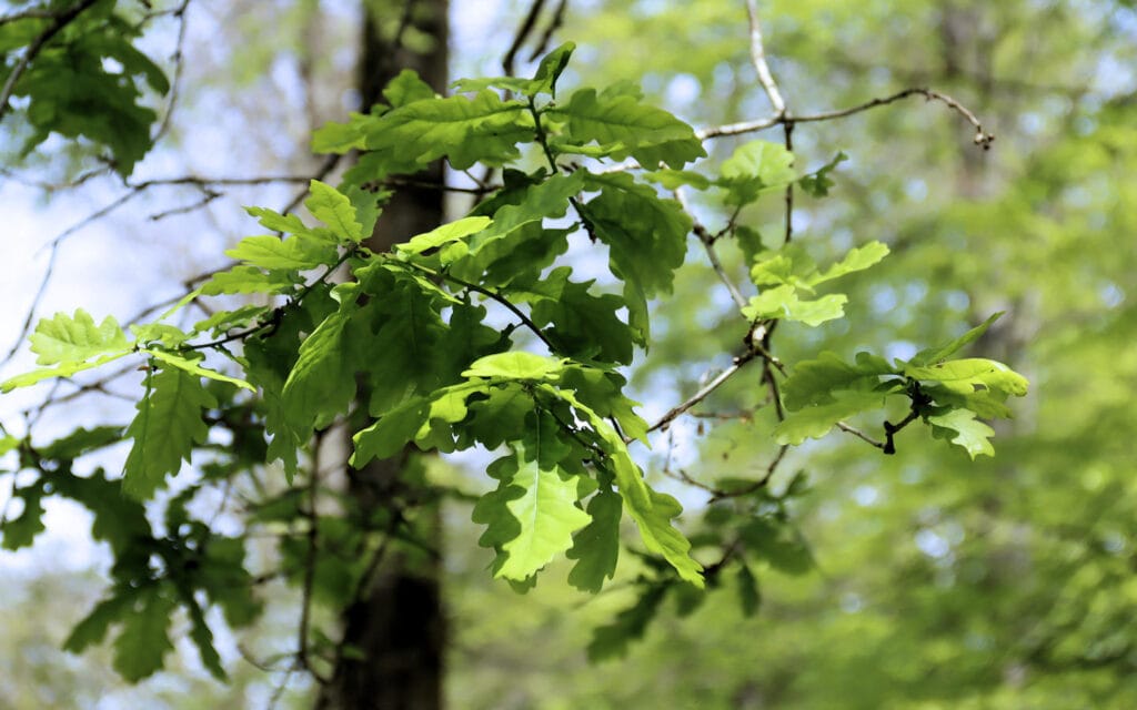 hêtre, lyons la forêt, eure, normandie