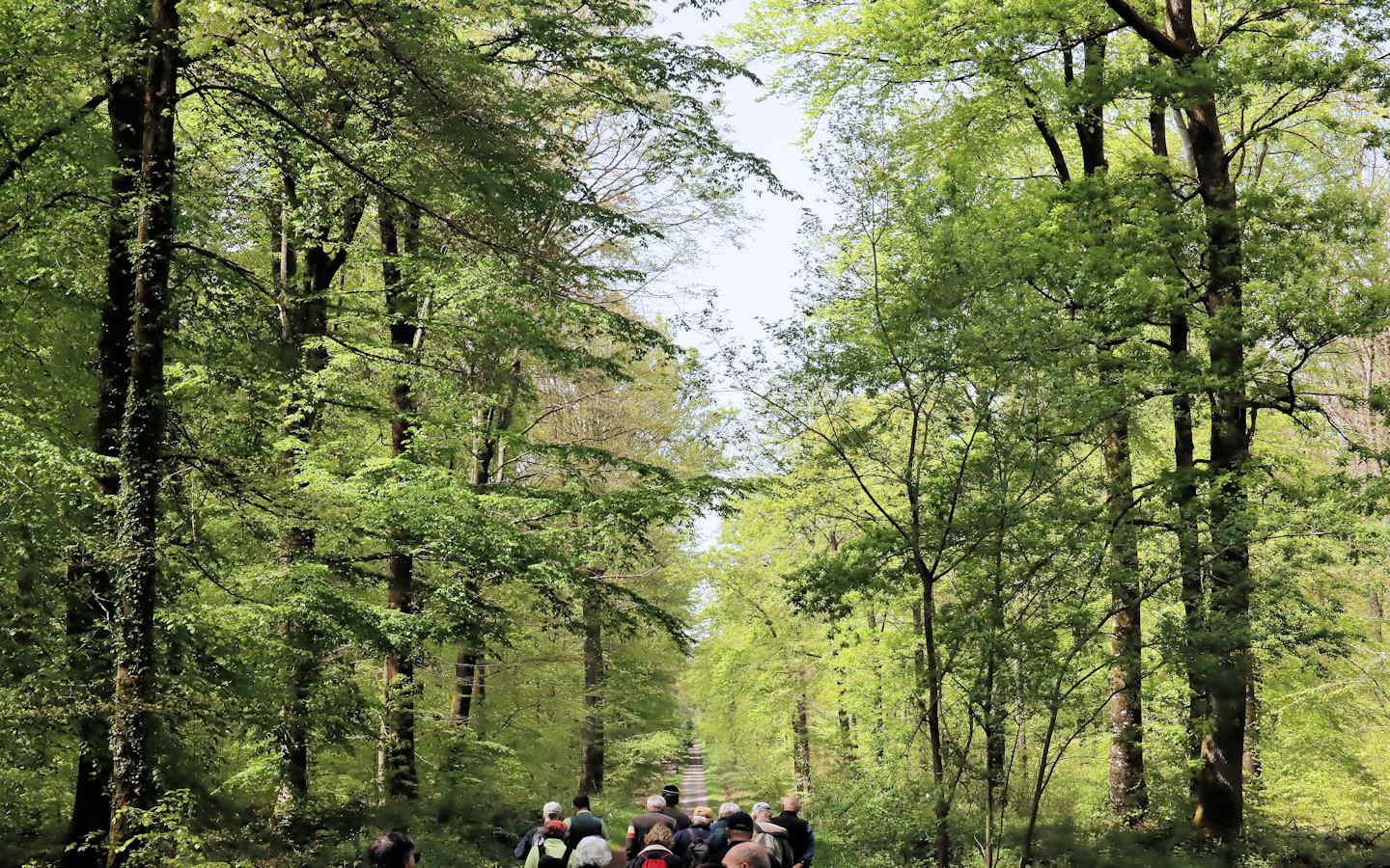 Conférence sur le hêtre en forêt de Lyons