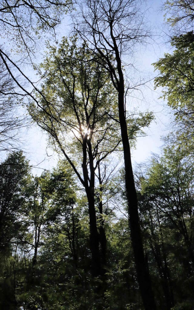 hêtre, lyons la forêt, eure, normandie