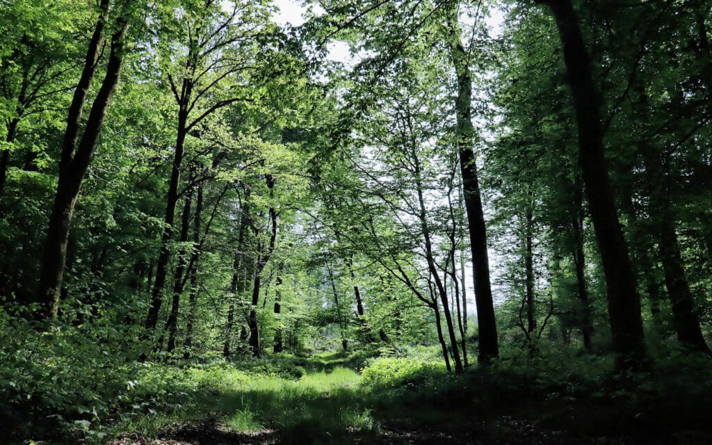 hêtre, lyons la forêt, eure, normandie