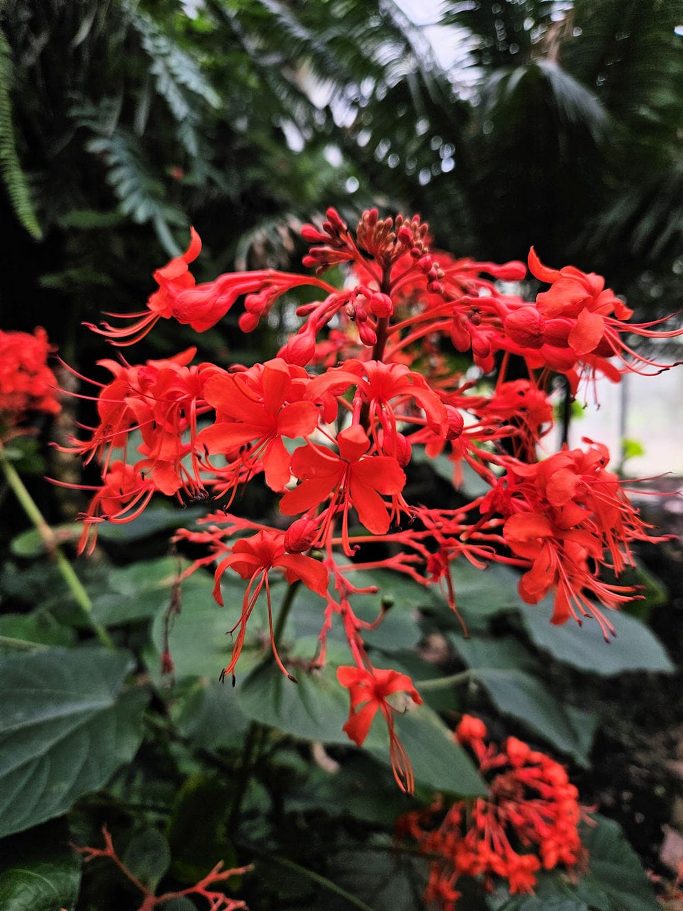 Les Jardins Suspendus