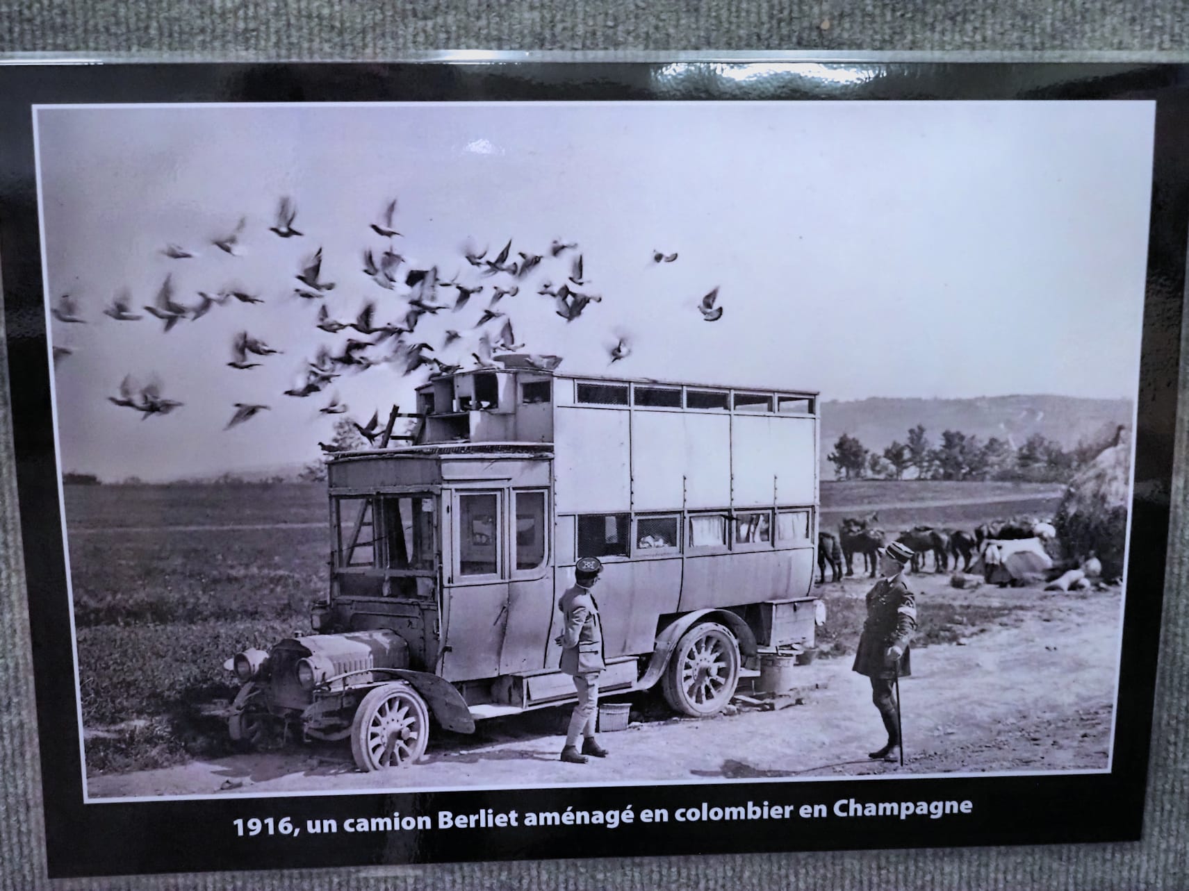 Des pigeons qui ne battent pas de l’aile