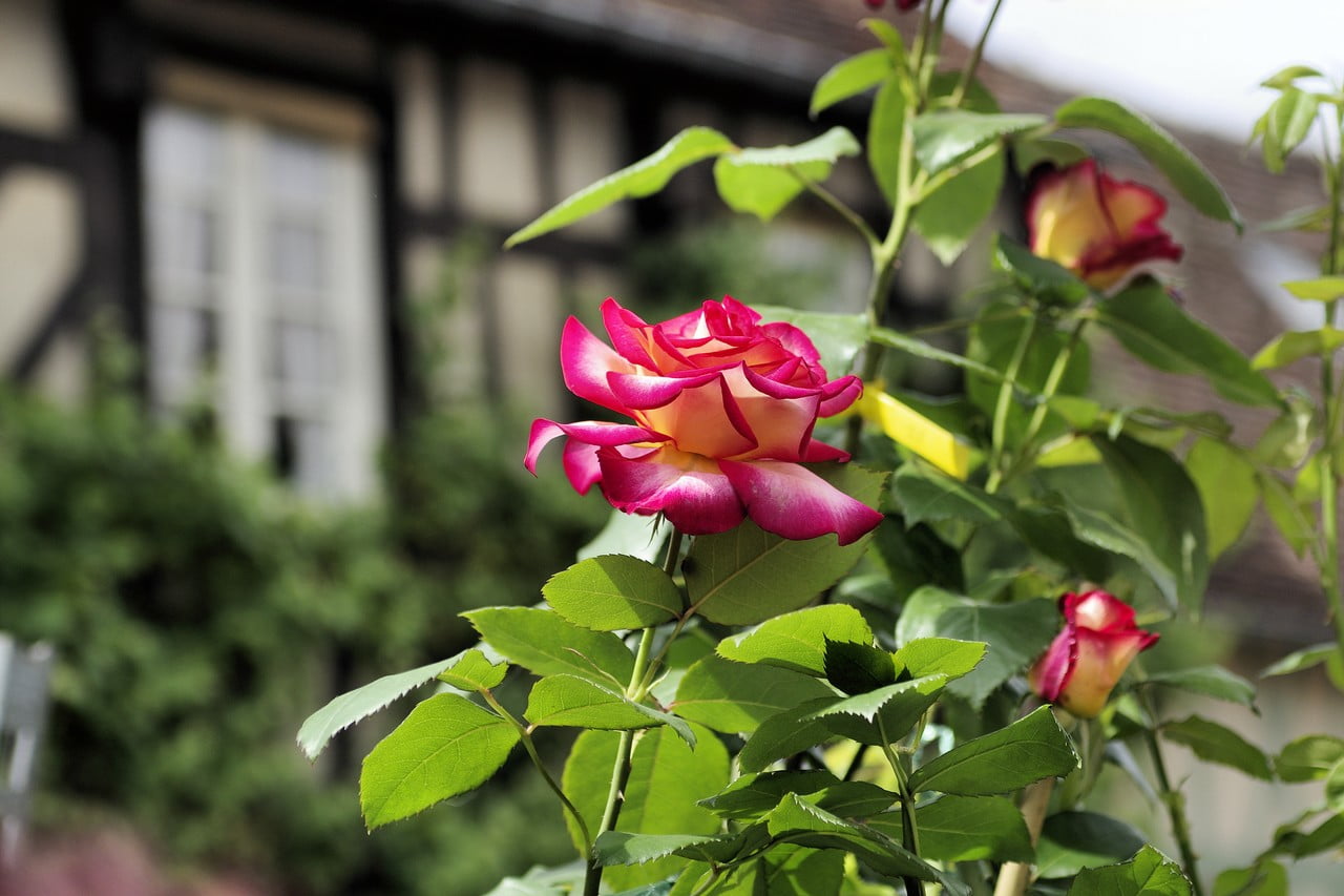 Fête des roses