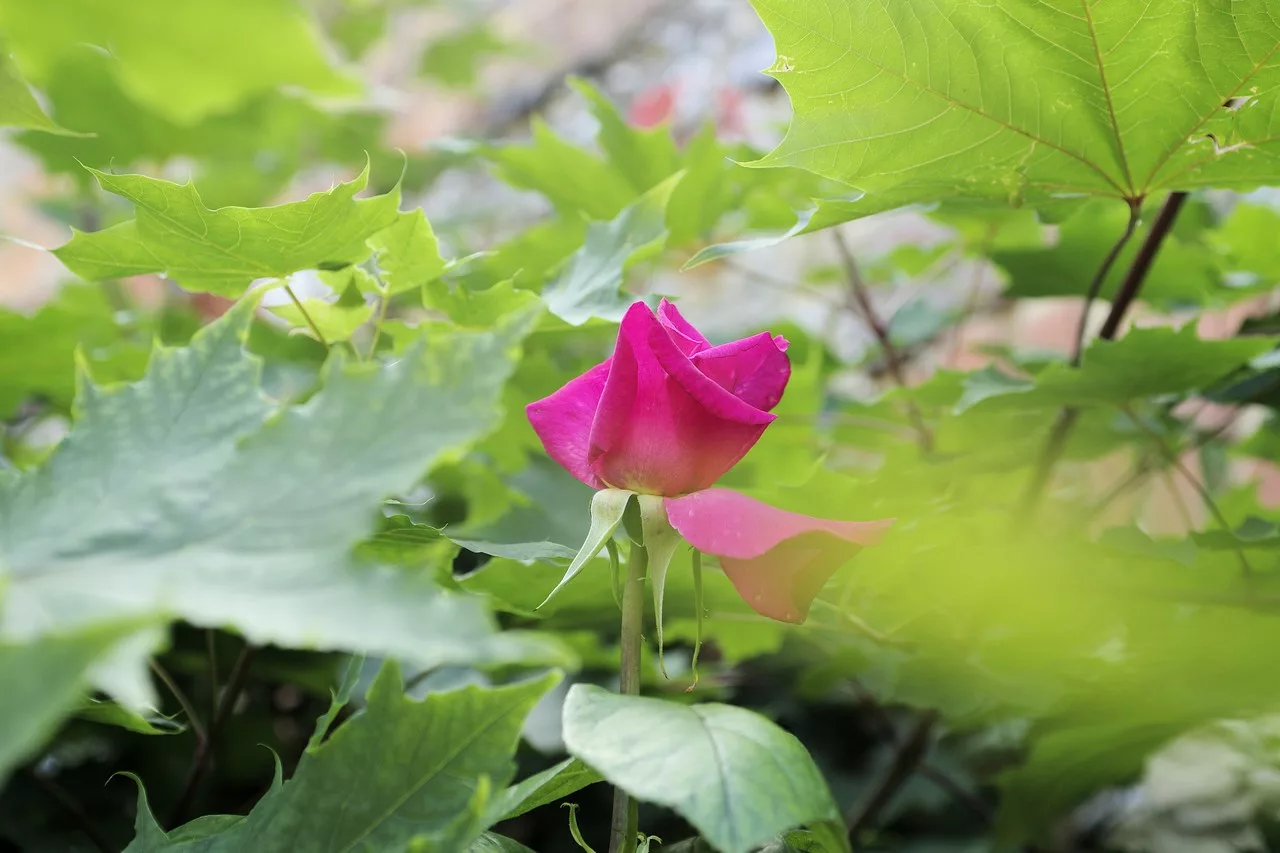 Fête de la rose 2018
